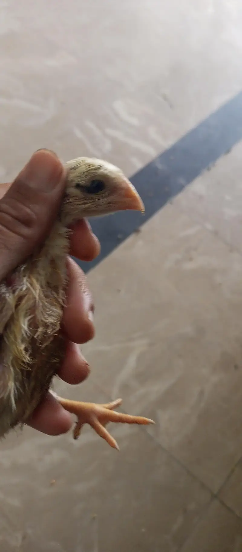 parrot beak shame Thai cross 10 chiks — photo 8