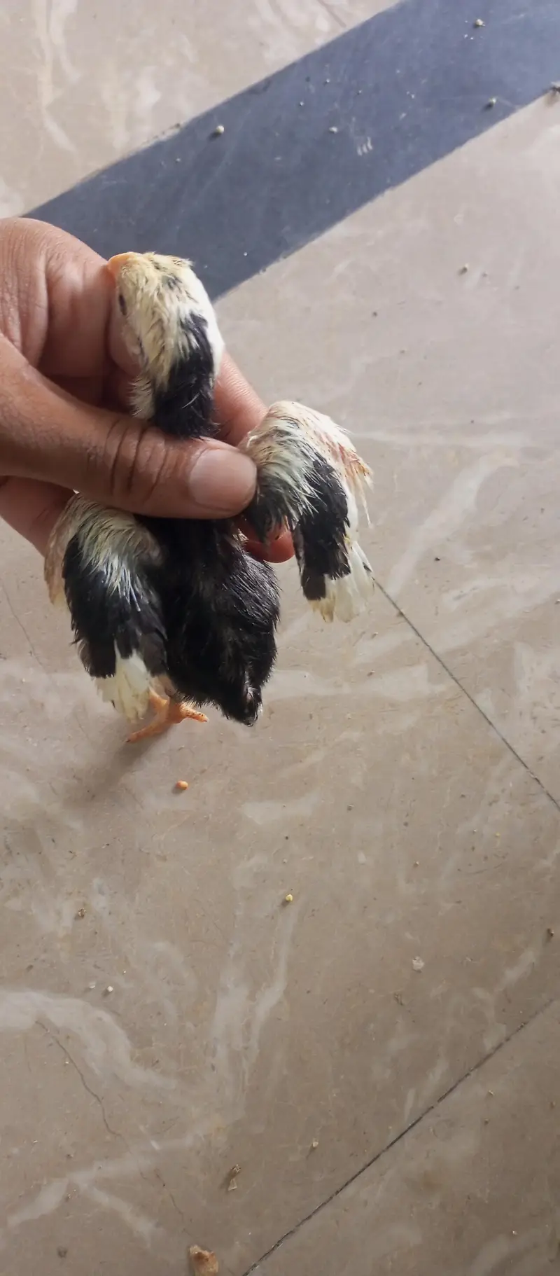 parrot beak shame Thai cross 10 chiks — photo 9