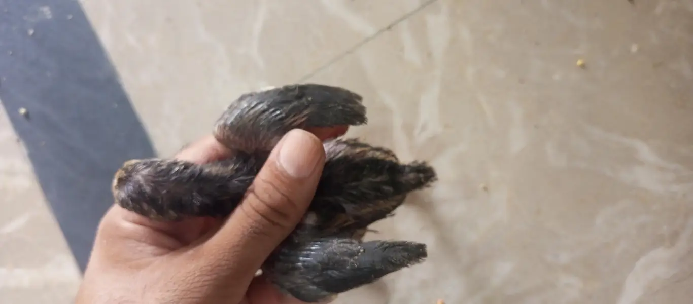 parrot beak shame Thai cross 10 chiks — photo 11