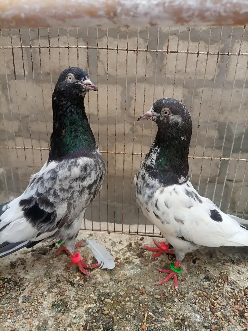 Pigeons teedy, Nilduma,kalsira, black eyes breedar pair for sell