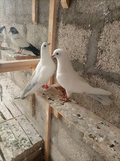 Pigeons teedy, Nilduma,kalsira, black eyes breedar pair for sell