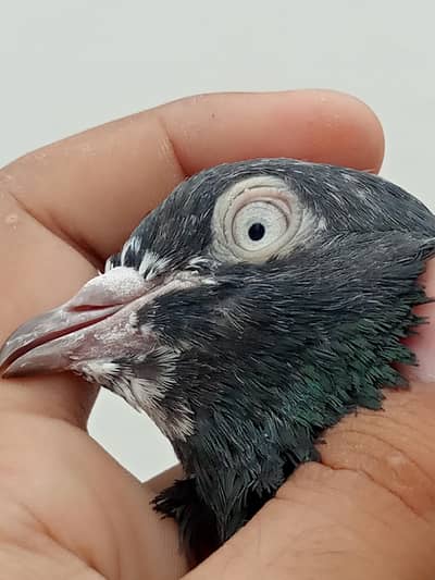 Pigeons teedy, Nilduma,kalsira, black eyes breedar pair for sell