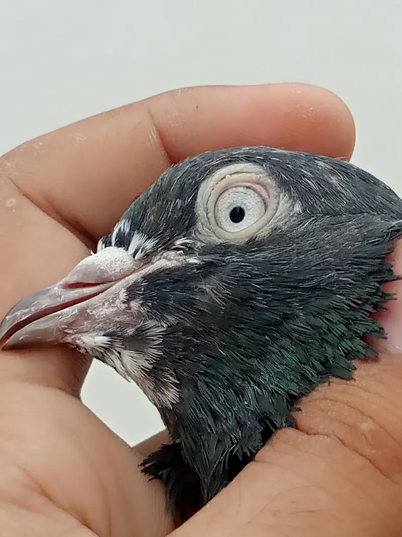 Pigeons teedy, Nilduma,kalsira, black eyes breedar pair for sell — photo 3