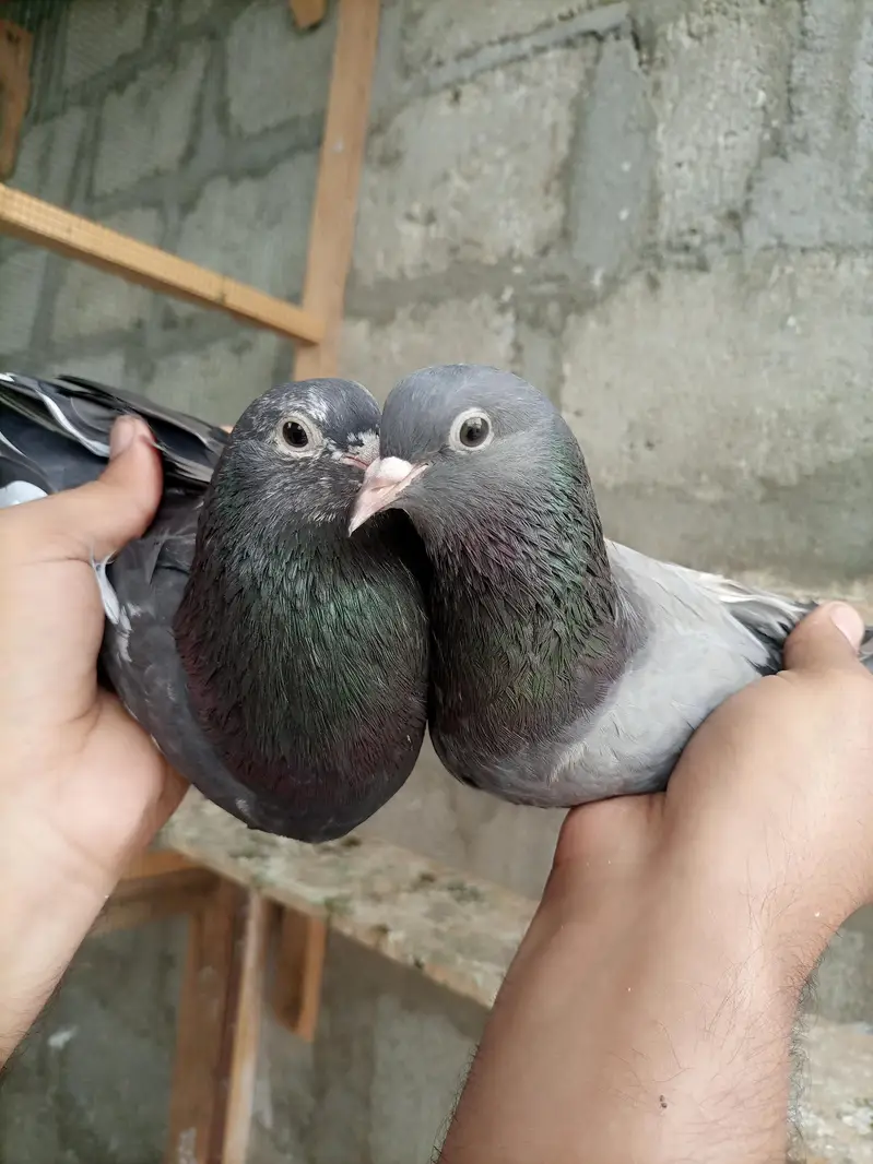 Pigeons teedy, Nilduma,kalsira, black eyes breedar pair for sell — photo 4