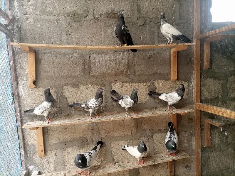 Pigeons teedy, Nilduma,kalsira, black eyes breedar pair for sell — photo 5
