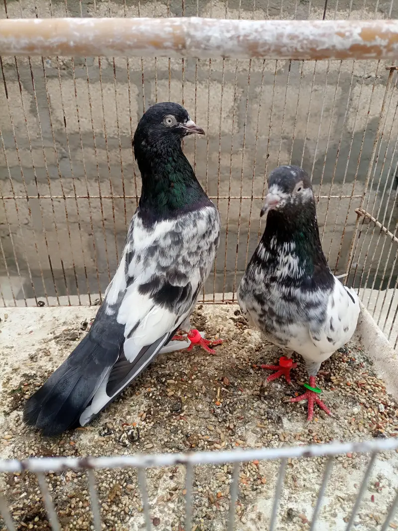 Pigeons teedy, Nilduma,kalsira, black eyes breedar pair for sell — photo 6