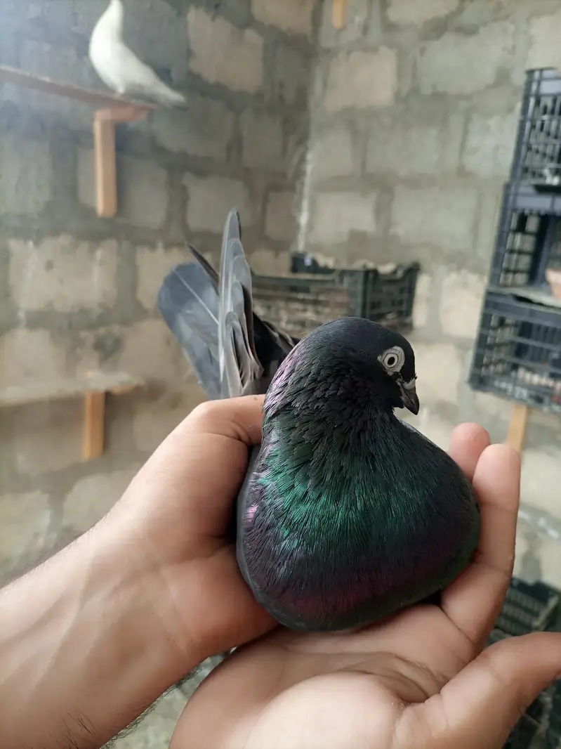 Pigeons teedy, Nilduma,kalsira, black eyes breedar pair for sell — photo 7