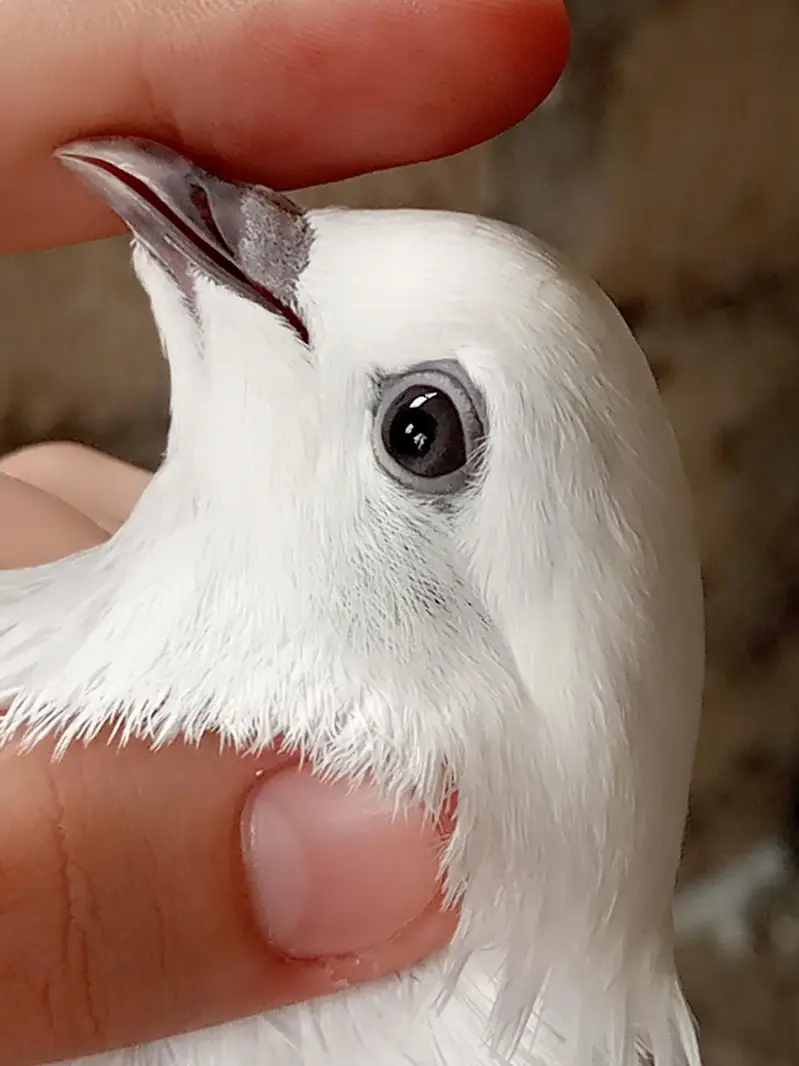 Pigeons teedy, Nilduma,kalsira, black eyes breedar pair for sell — photo 8