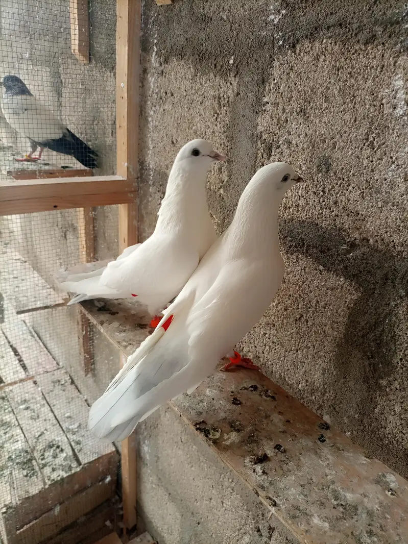 Pigeons teedy, Nilduma,kalsira, black eyes breedar pair for sell — photo 9