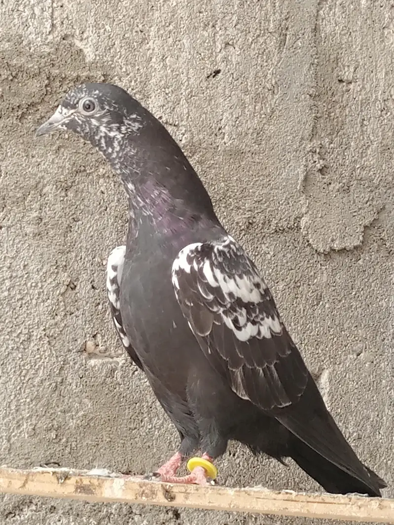Pigeons teedy, Nilduma,kalsira, black eyes breedar pair for sell — photo 10