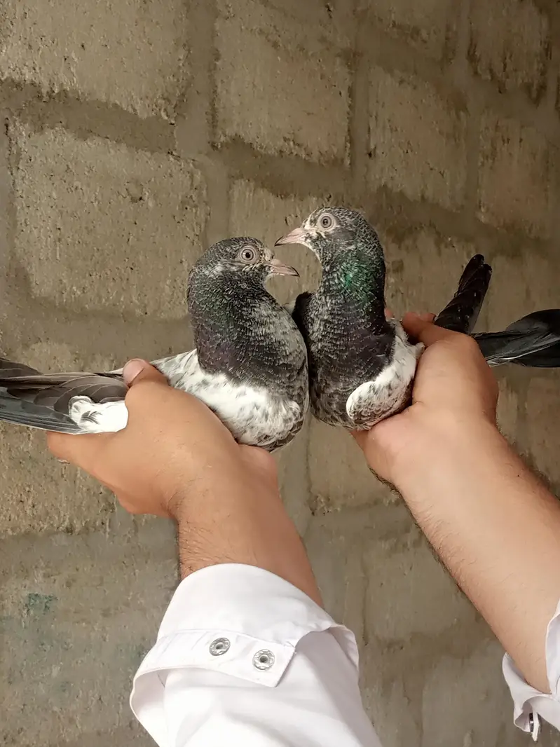 Pigeons teedy, Nilduma,kalsira, black eyes breedar pair for sell — photo 12