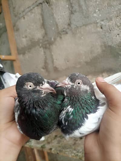 Pigeons teedy, Nilduma,kalsira, black eyes breedar pair for sell