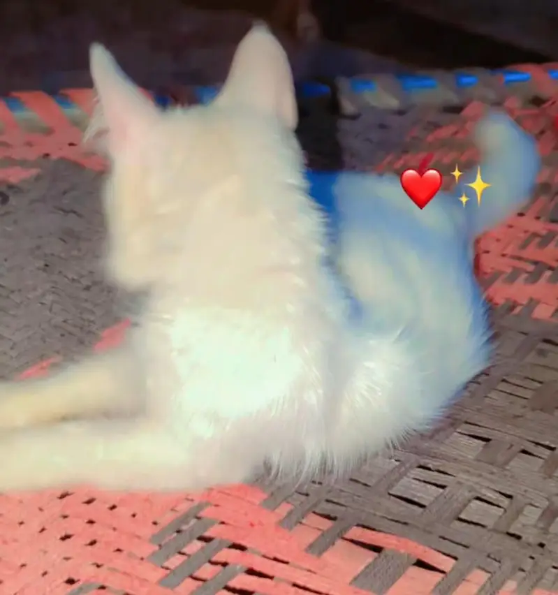 female cat for sale — photo 2