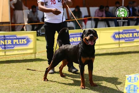 Pedigree Rottweiler available for stud