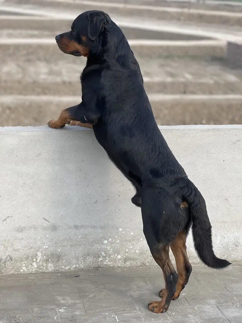 Pedigree Rottweiler available for stud — photo 2