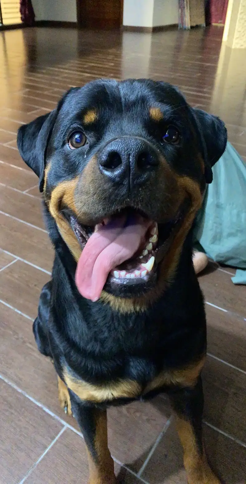 Pedigree Rottweiler available for stud — photo 3