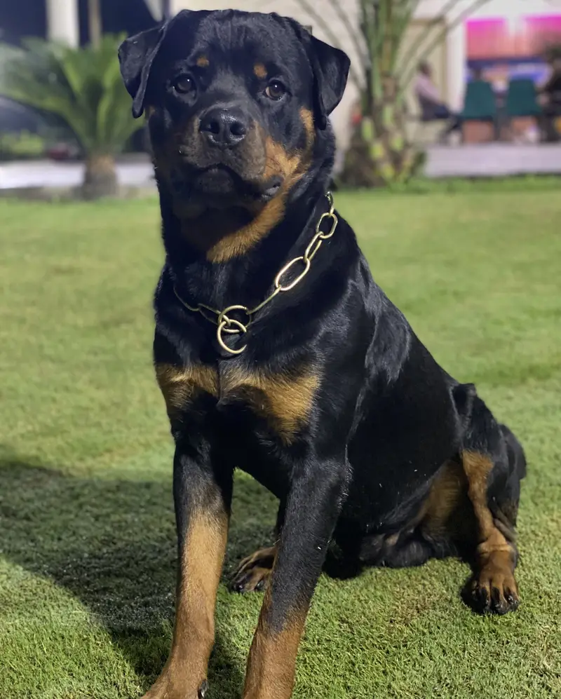 Pedigree Rottweiler available for stud — photo 4