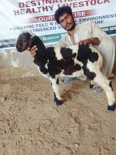 abulak dumba (urgent sale)