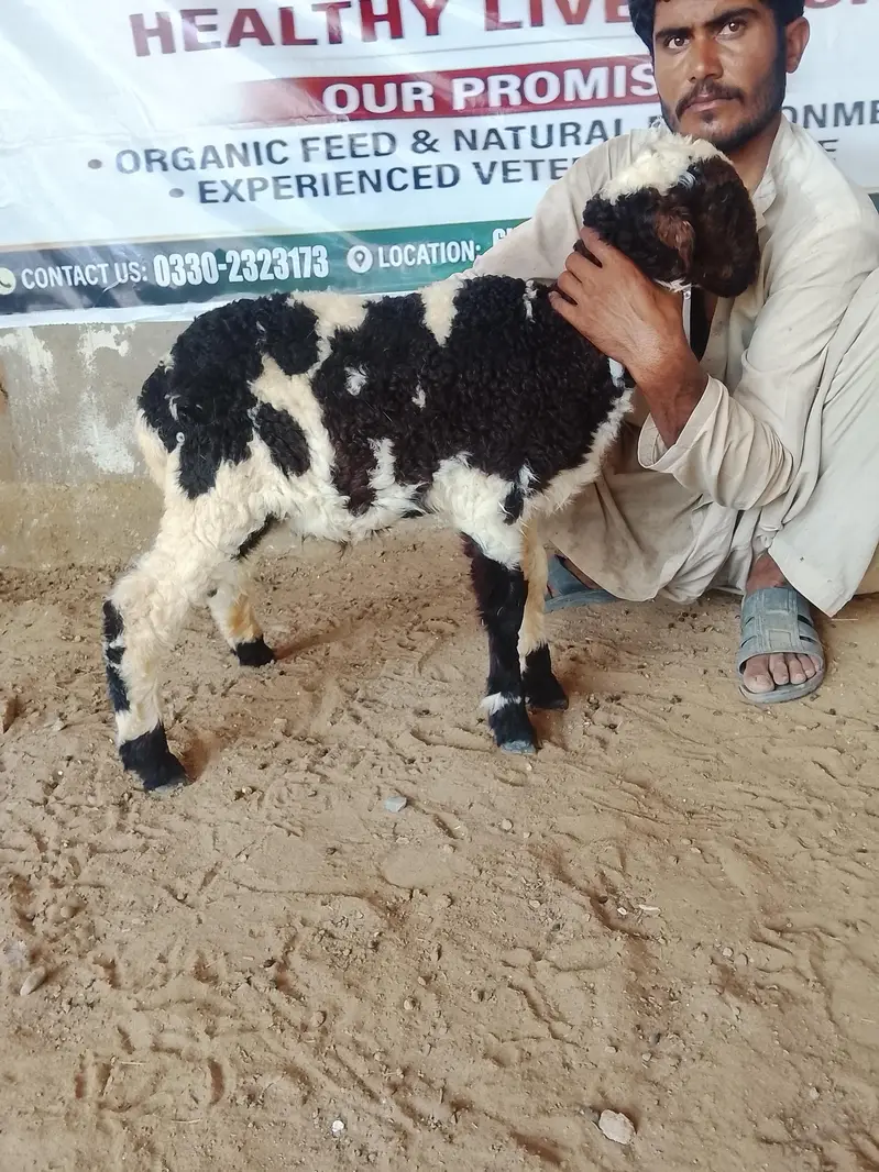 abulak dumba (urgent sale) — photo 2