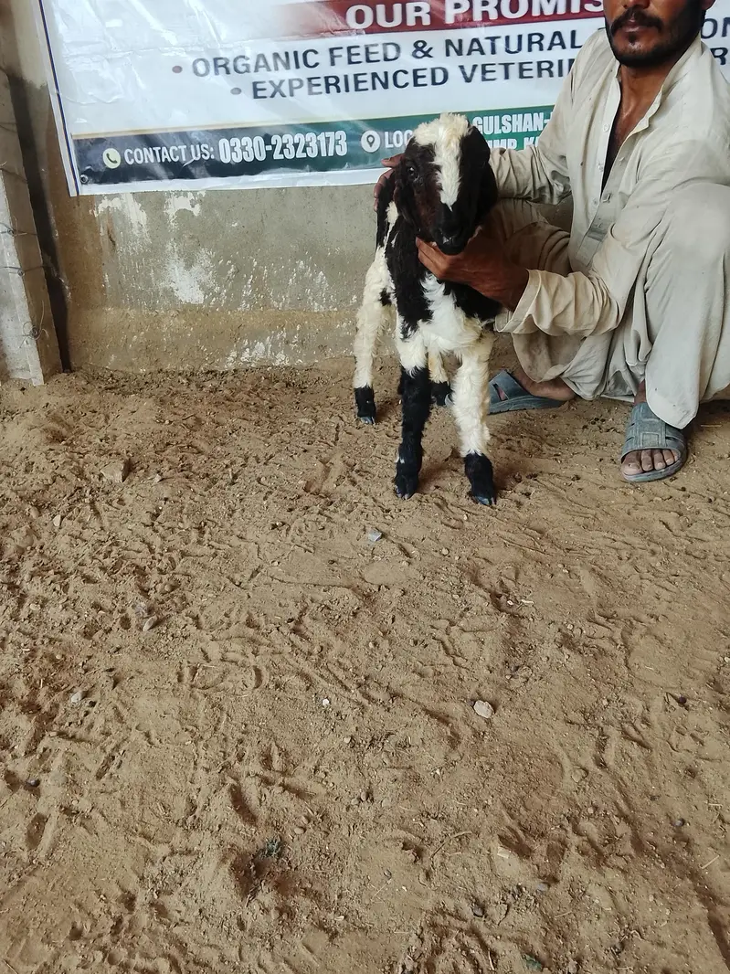 abulak dumba (urgent sale) — photo 3