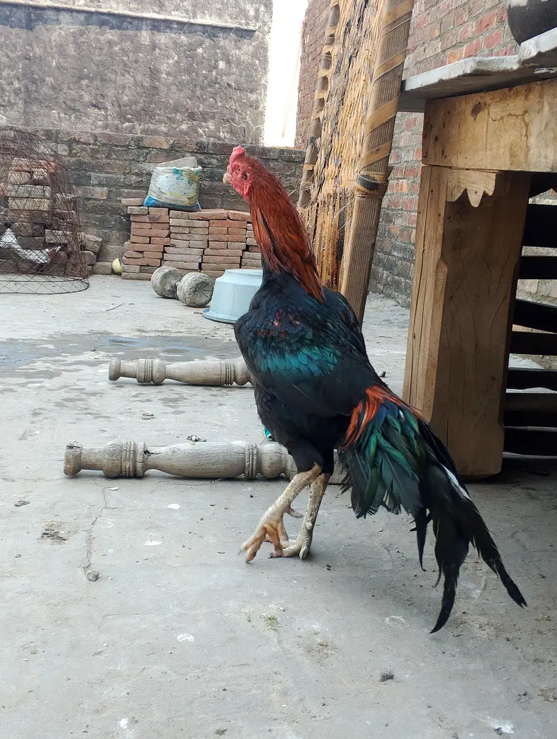 aseel murga — photo 2