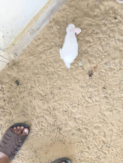 This is very good quality of rabbits