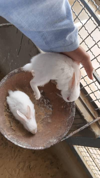 This is very good quality of rabbits