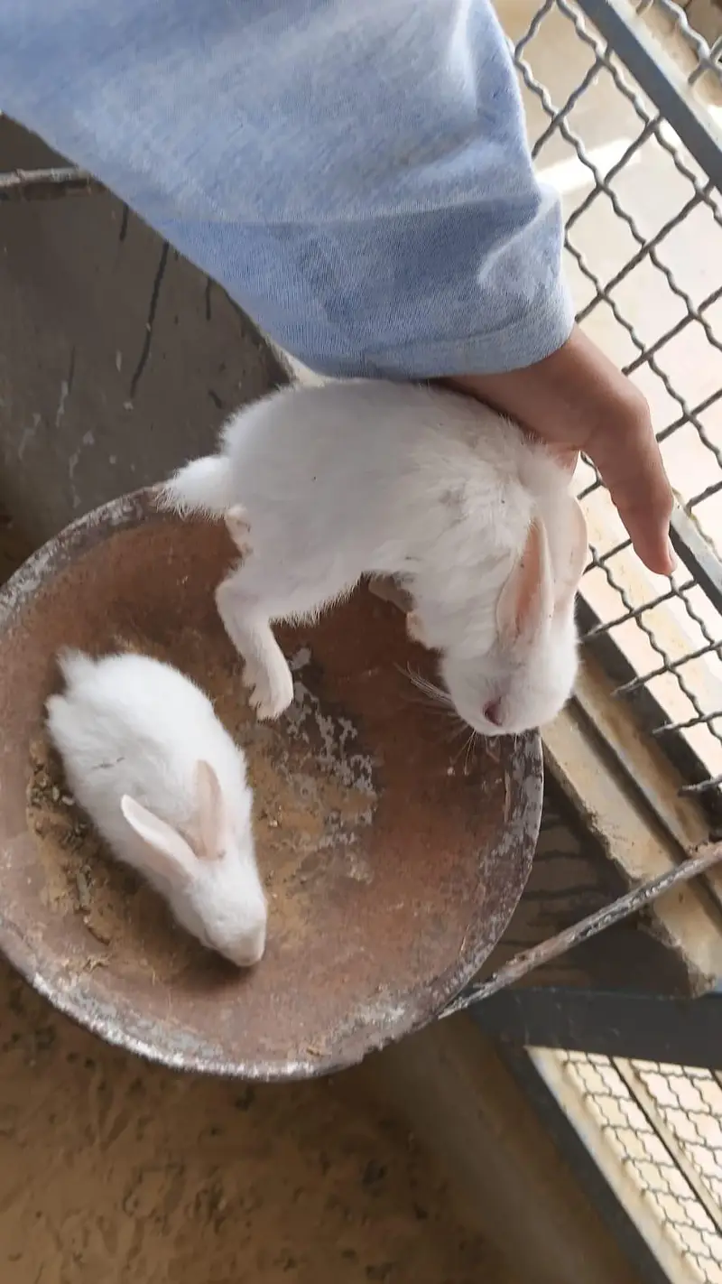 This is very good quality of rabbits — photo 2