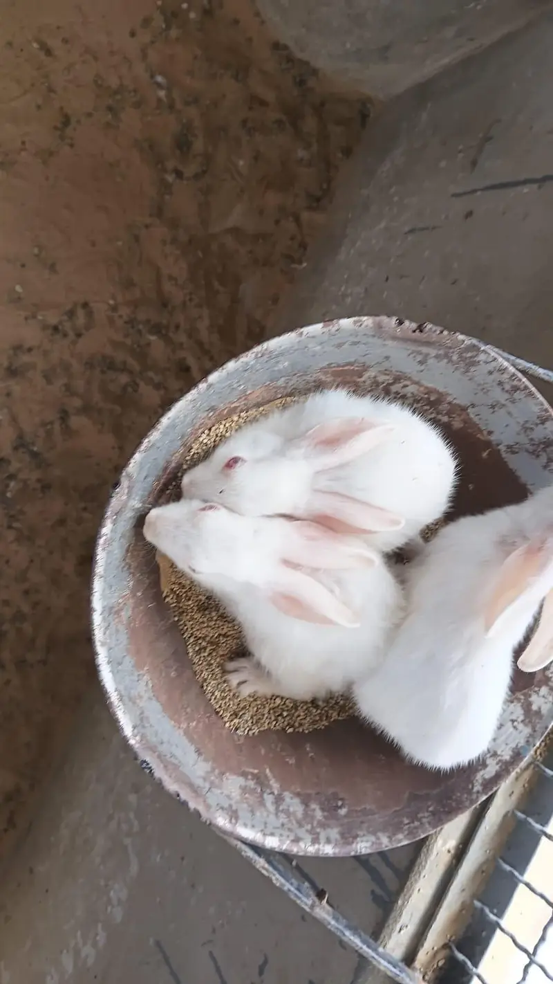 This is very good quality of rabbits — photo 3