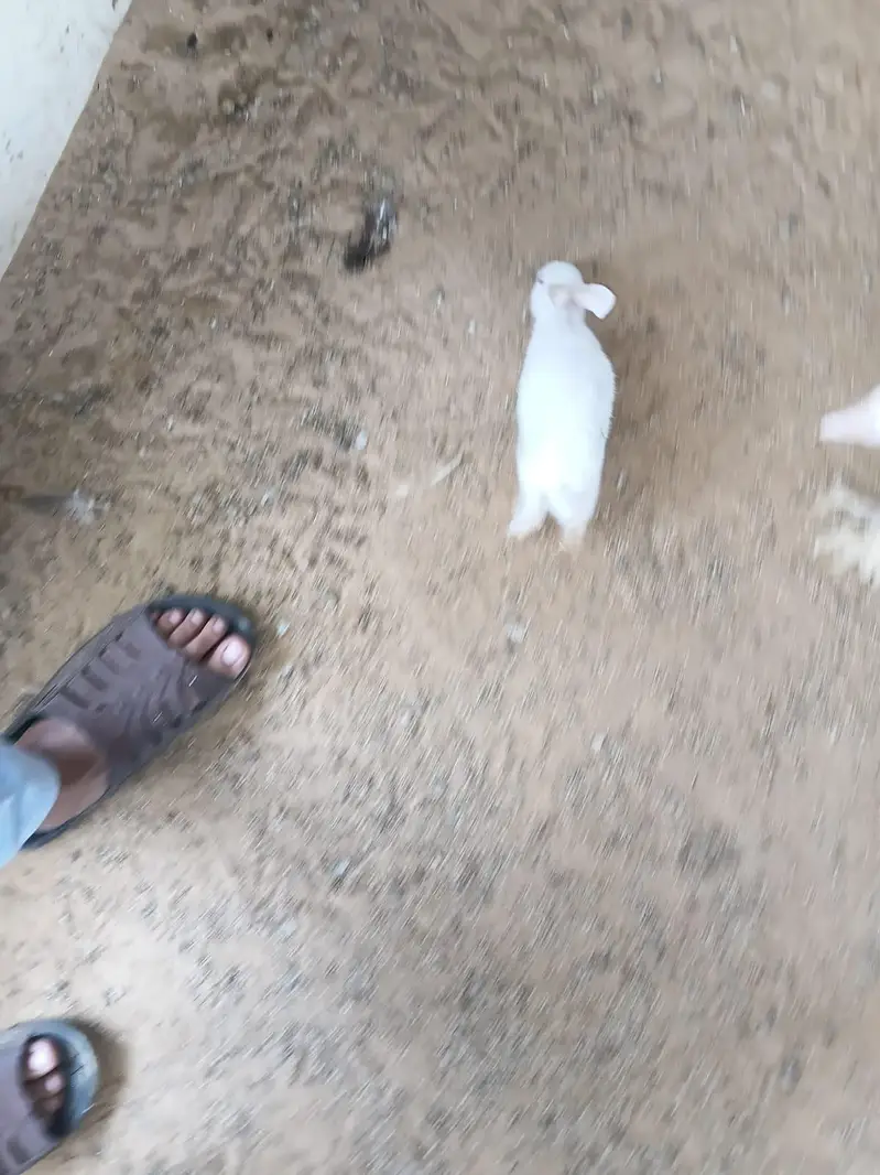 This is very good quality of rabbits — photo 4