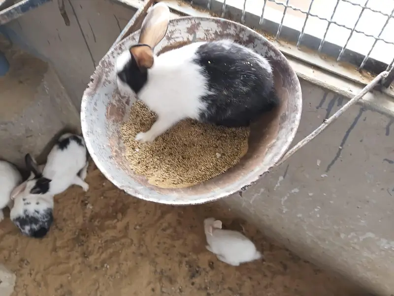This is very good quality of rabbits — photo 5