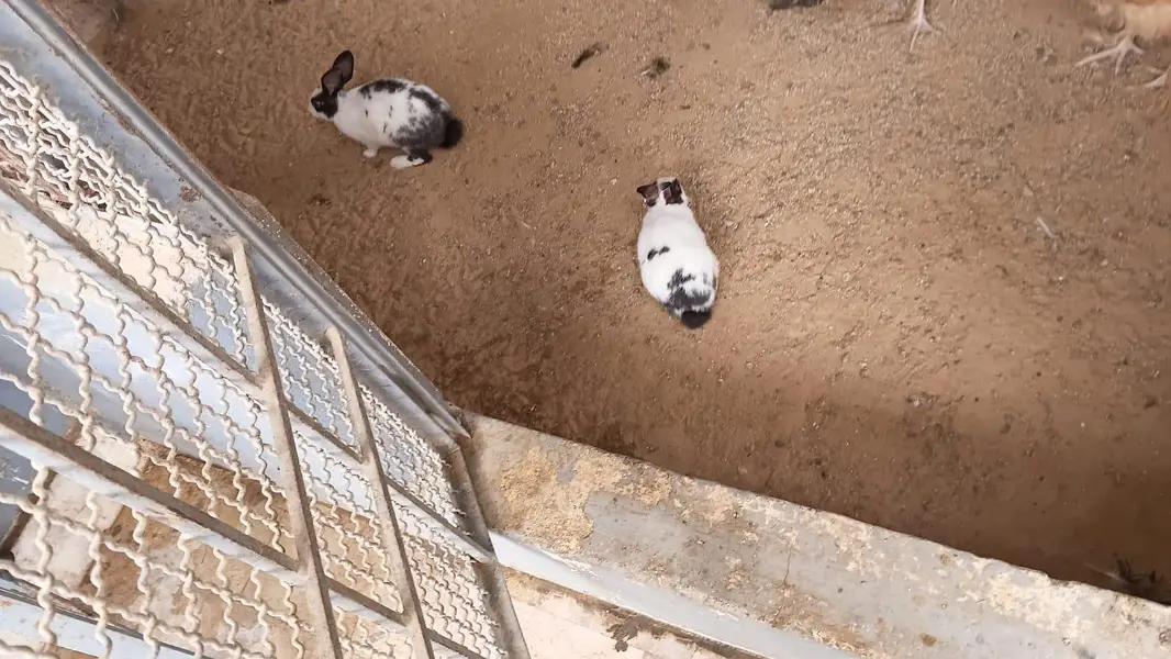 This is very good quality of rabbits — photo 6