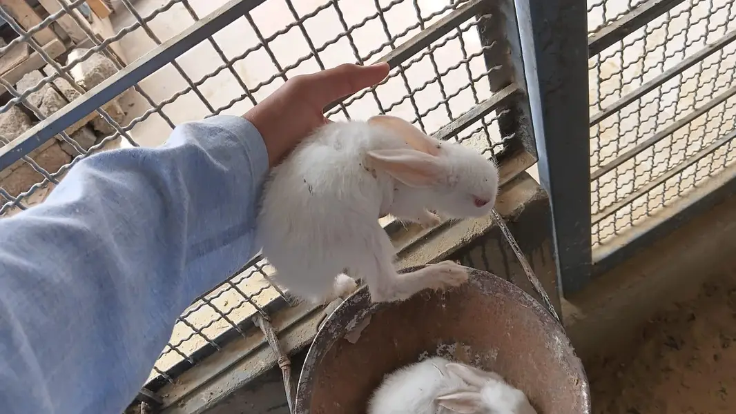 This is very good quality of rabbits — photo 7