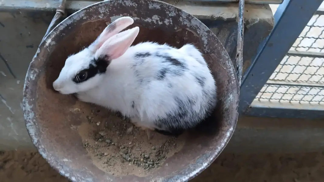 This is very good quality of rabbits — photo 8
