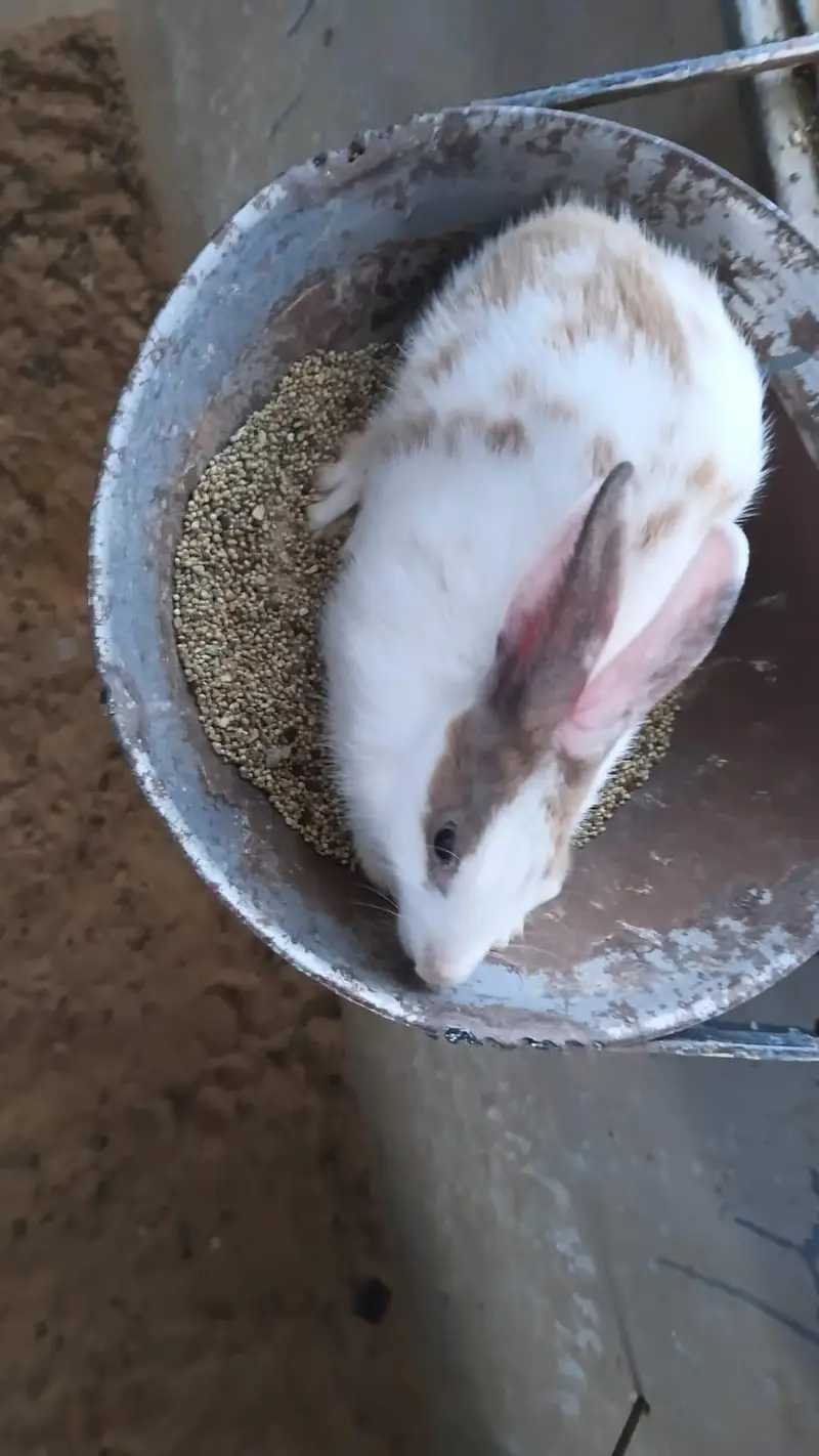 This is very good quality of rabbits — photo 9