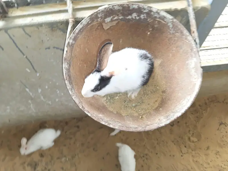 This is very good quality of rabbits — photo 10