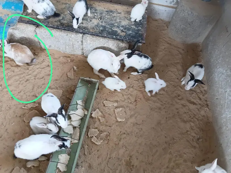 This is very good quality of rabbits — photo 11