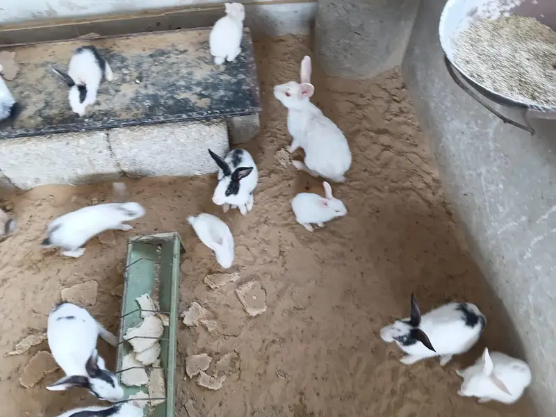 This is very good quality of rabbits — photo 12