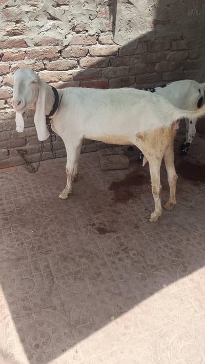do female share karni hai
