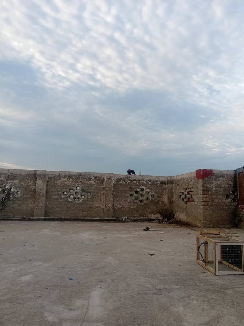 pigeons 0