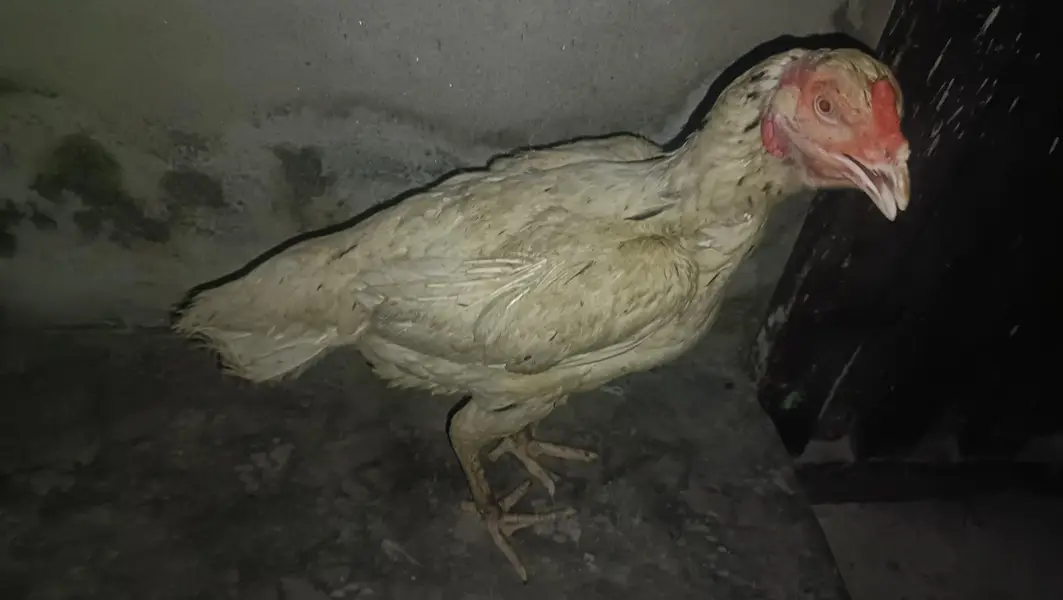 Aseel Hen — photo 3