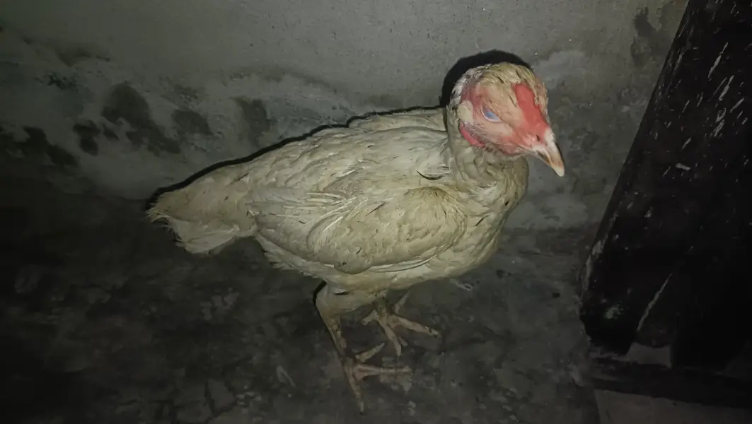 Aseel Hen — photo 4