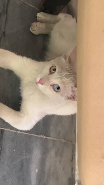 Get Cats in Rawalpindi ISb