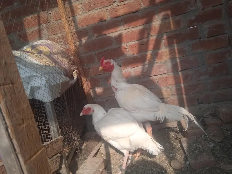long hight heera aseel — photo 2