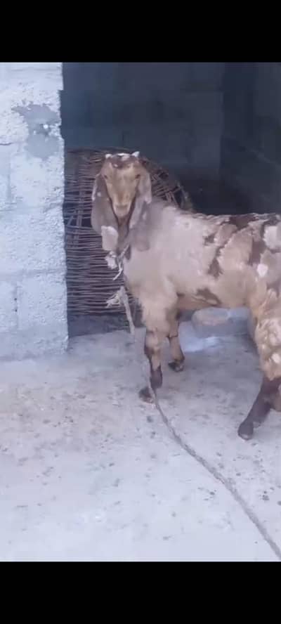 shera goat with path