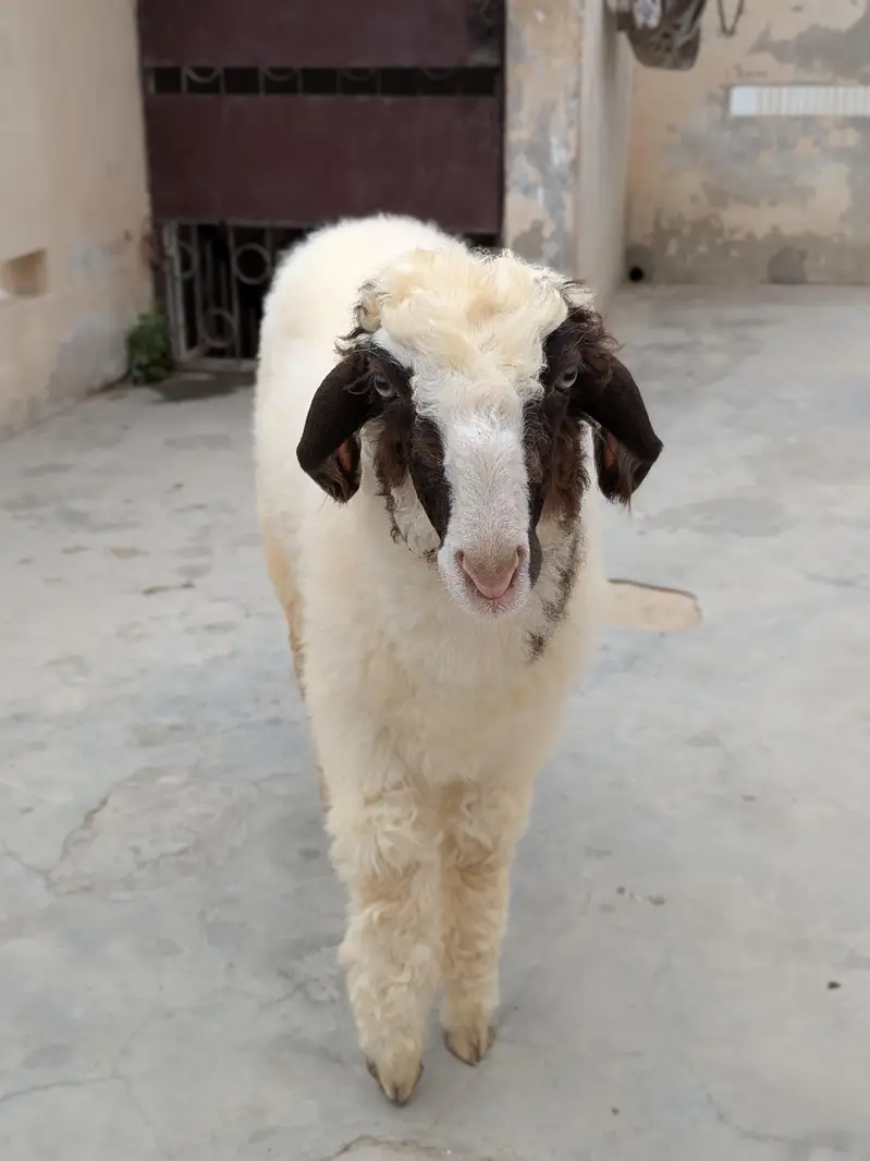 Mundra dumba — photo 3