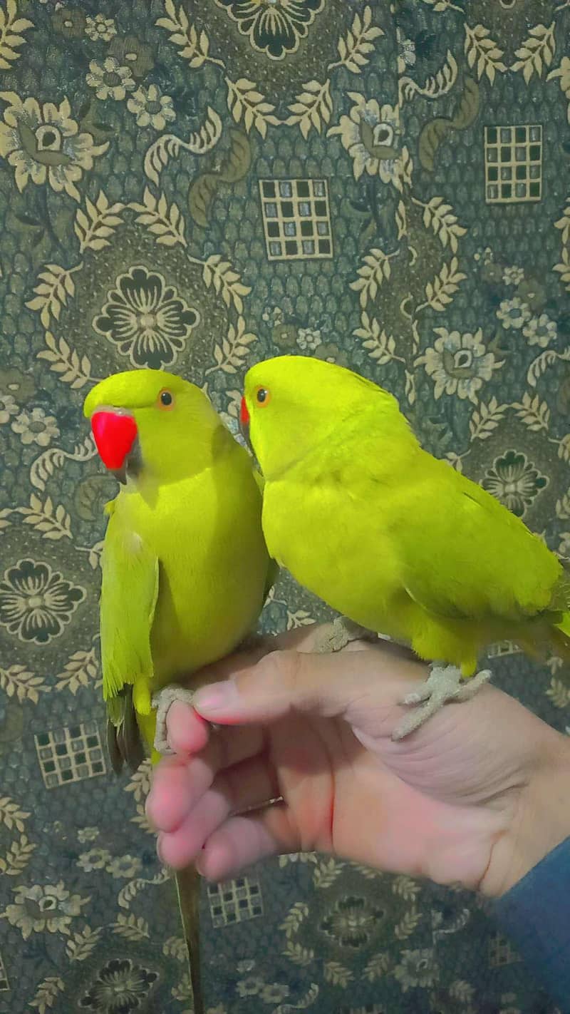 Parrots 1