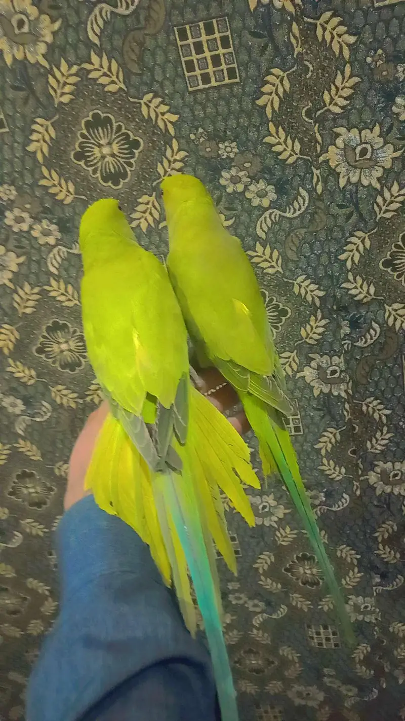 Parrots — photo 3