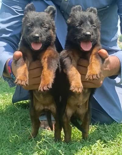 German Shepherd double coat Jodi 2 month for sale