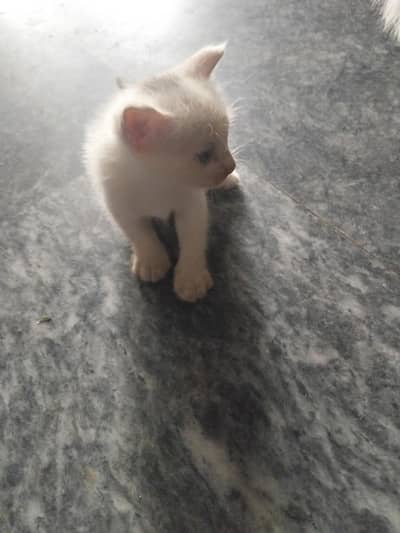 white persian Female kitten